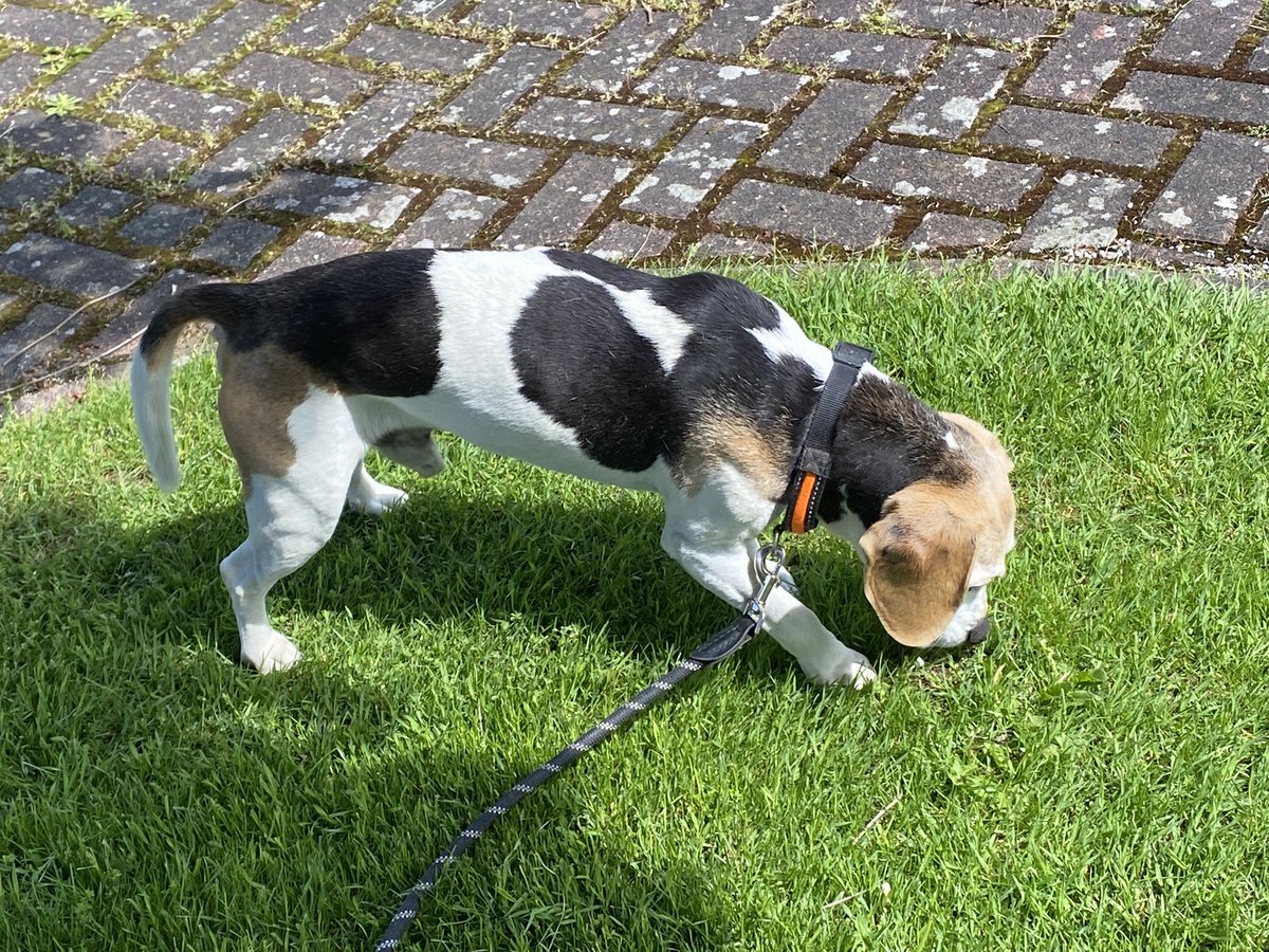 beagle