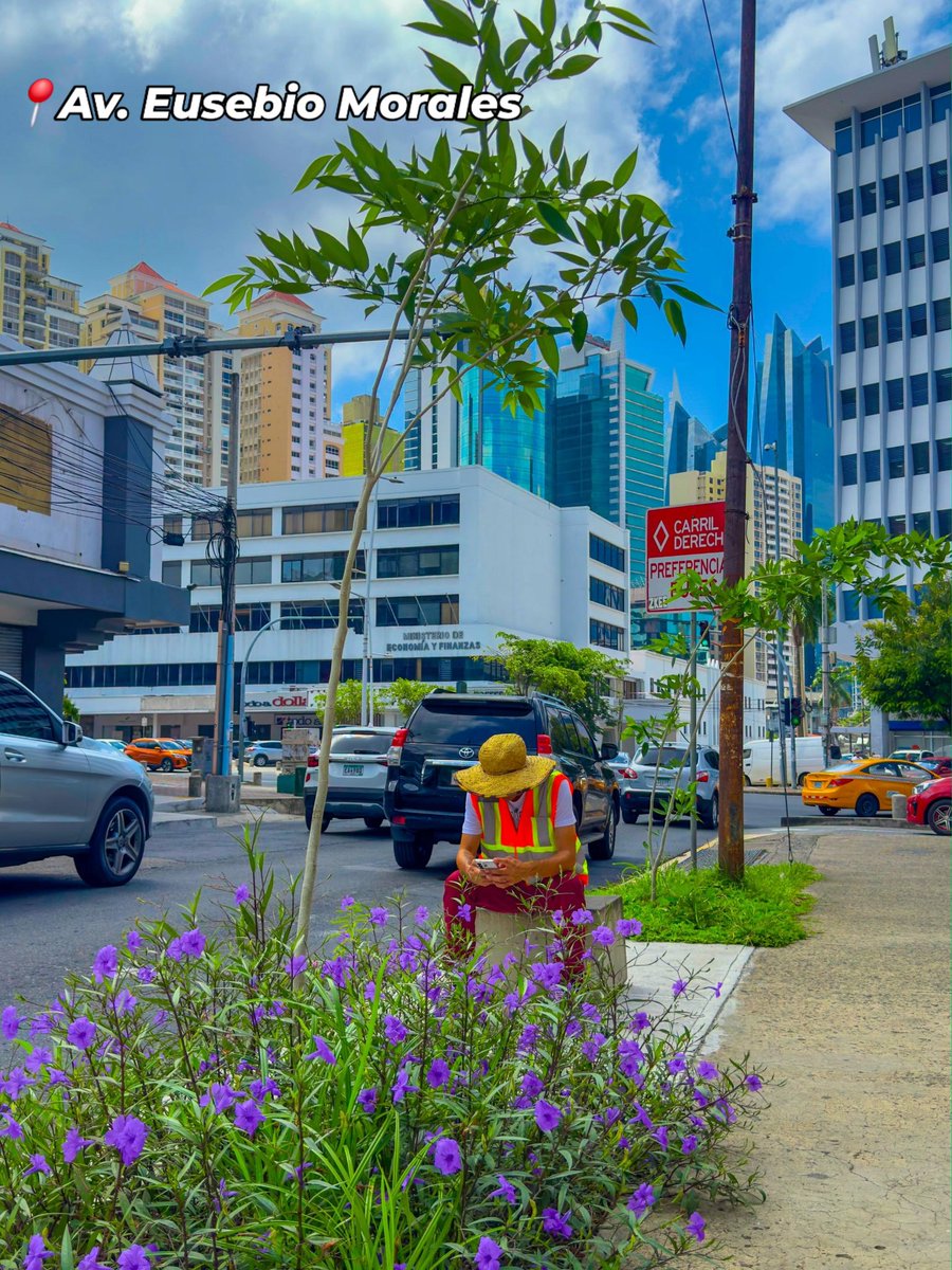 arquiterror's tweet photo. Más de 100 árboles🌳 han sido sembrados como parte de la recuperación de espacios públicos, gracias al valioso apoyo del Jardín Botánico Summit y los trabajos de @Panamaalcaldia 
Por una ciudad Jardín 🌳🌳🌳 https://t.co/x3fPrX5nIN