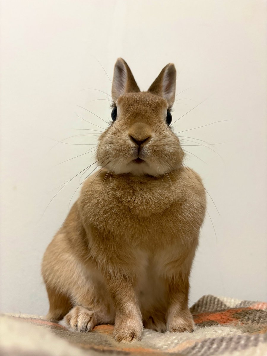 ごま🐰(飼い主:あるじ) tweet media