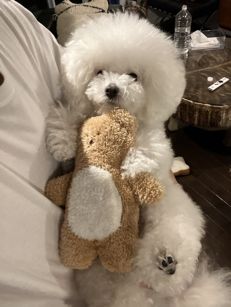 Post by 白く、柔らかな犬 on X: 白く、柔らかな犬