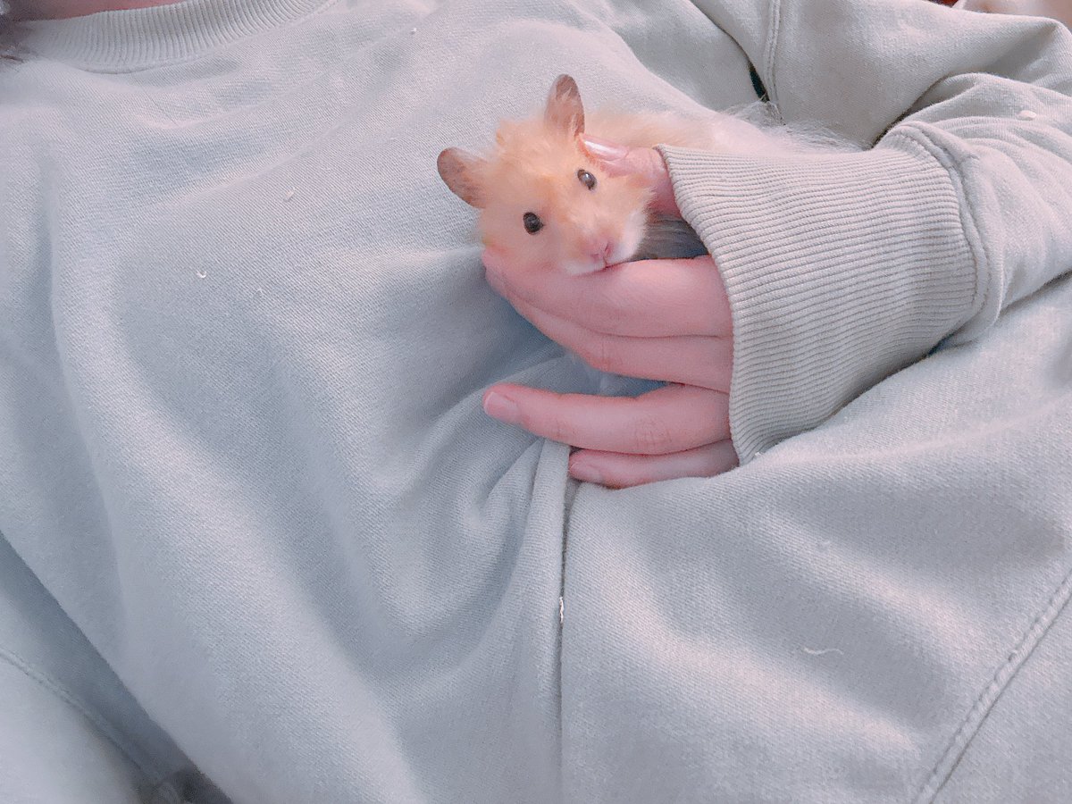 Post by ハムちゃん🐹 on X: ほっぺむに