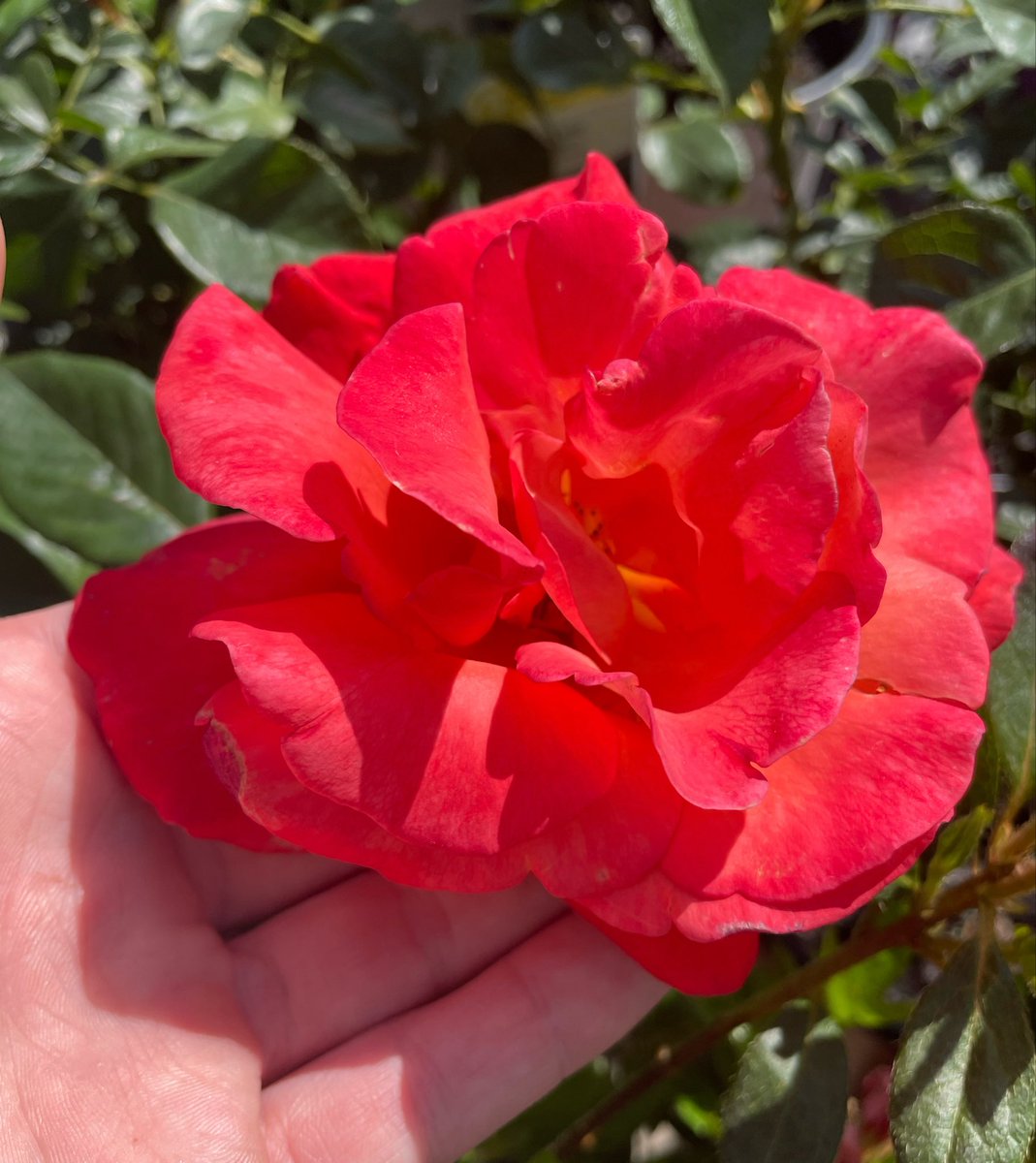 Z_Sams's tweet photo. Roses from my garden 🤲🌹🪴❤️💚 https://t.co/RHXJYkfkoU