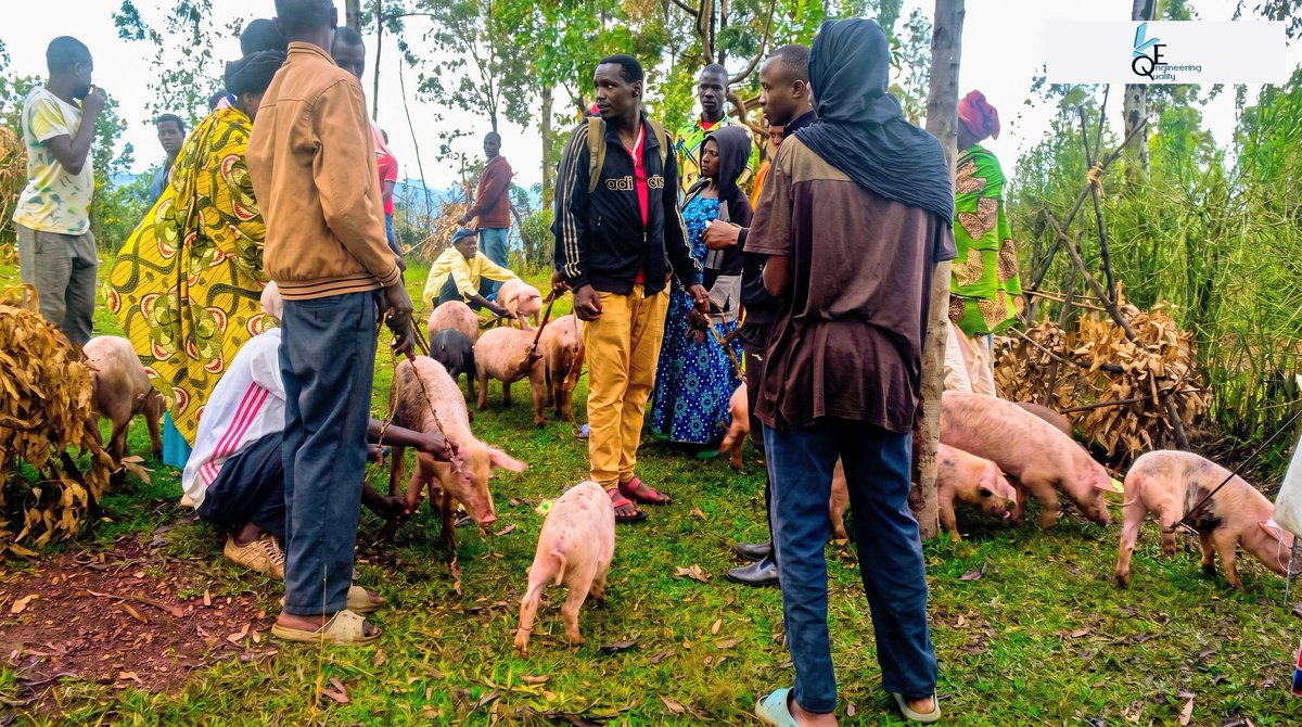 QualityEngine14's tweet photo. Quality Engineering Company Ltd distributed 100 pigs to 100 low-income households in Rugarama, Gatsibo, and Muhura sectors of Gatsibo District to support income generation and boost agricultural productivity through manure use. @GatsiboDistrict @RwandaEast @RwandaLocalGov https://t.co/he5OfybUCG