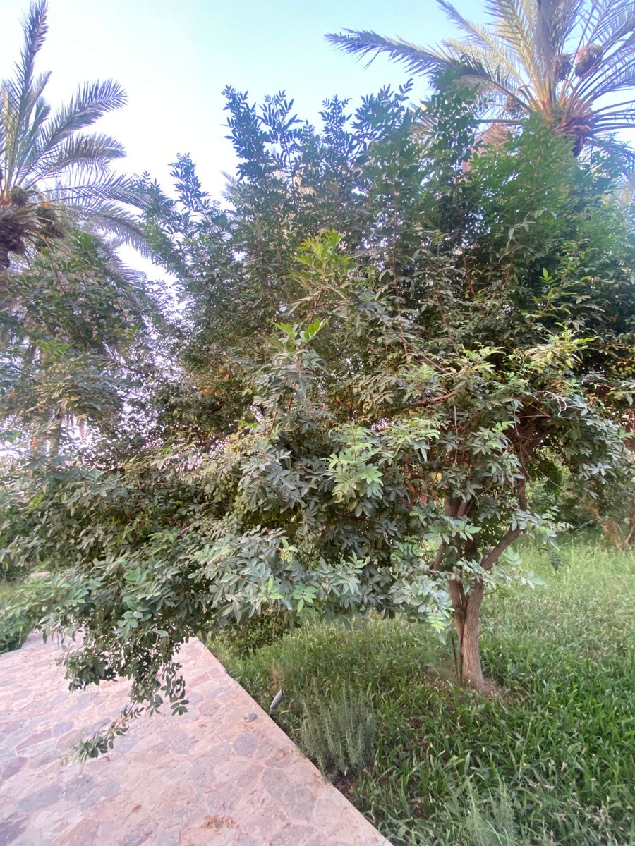 جواهر الخثلان tweet media