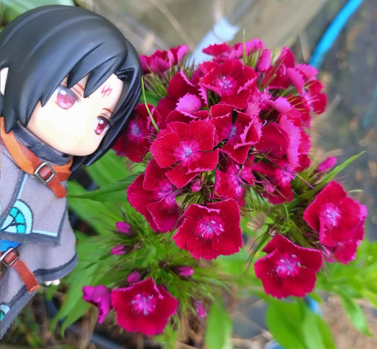 TytoalbaBarn3's tweet photo. 咲いてるね、
ナデシコ科のなにかしらだね https://t.co/H4Xi1eMiaH