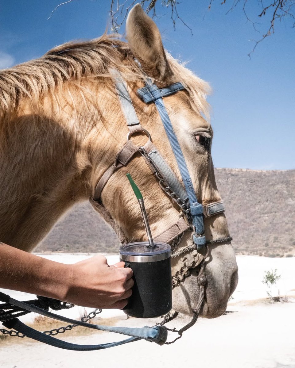 jogostraw's tweet photo. Saddle up. Coffee’s ready🤠
.
.
.
.
#coffeoutside #coffegear #adventure https://t.co/Y9dRgHRhb6