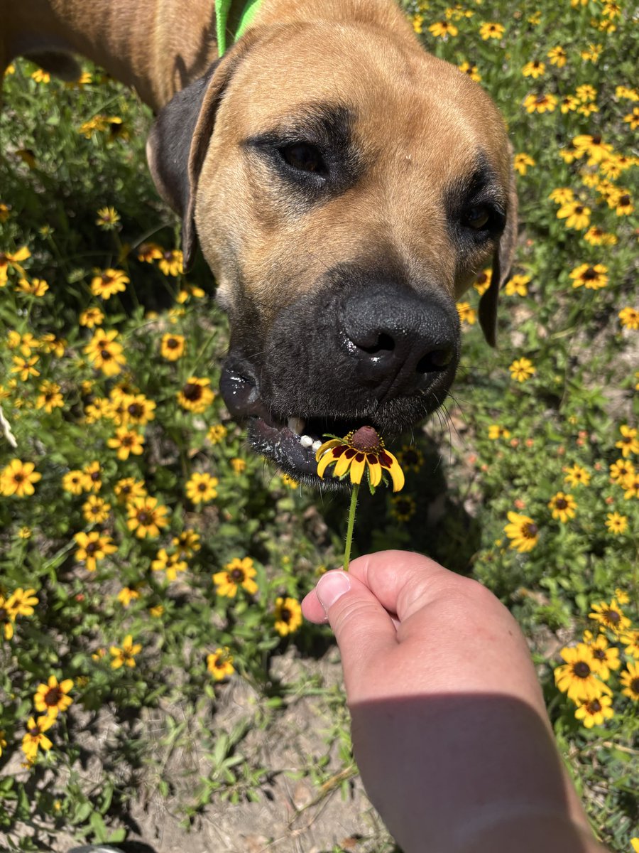 Aggieland Humane Society tweet media