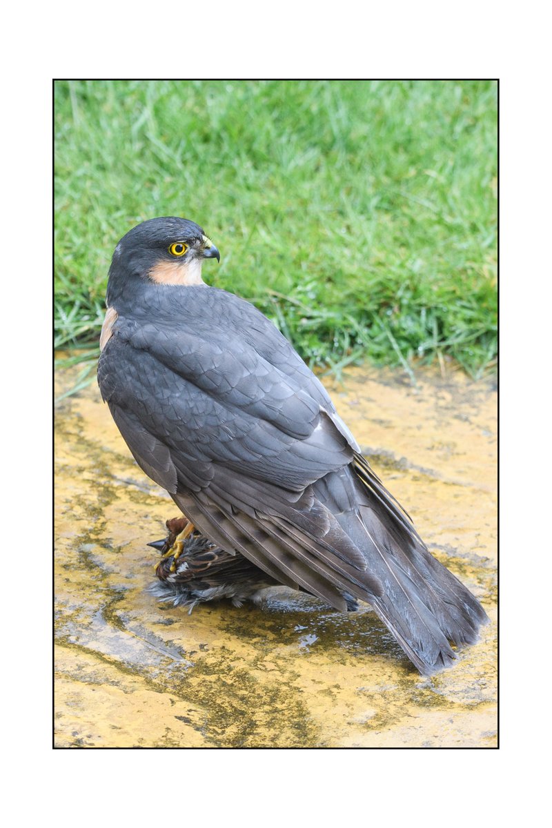 KenOKeefe5's tweet photo. Fortunate Sparrowhawk, unfortunate Sparrow. @Natures_Voice @BBCSpringwatch @WildlifeMag @BirdTrack @BirdSpotUK @BirdWatchingMag https://t.co/JsC1U8hIw7
