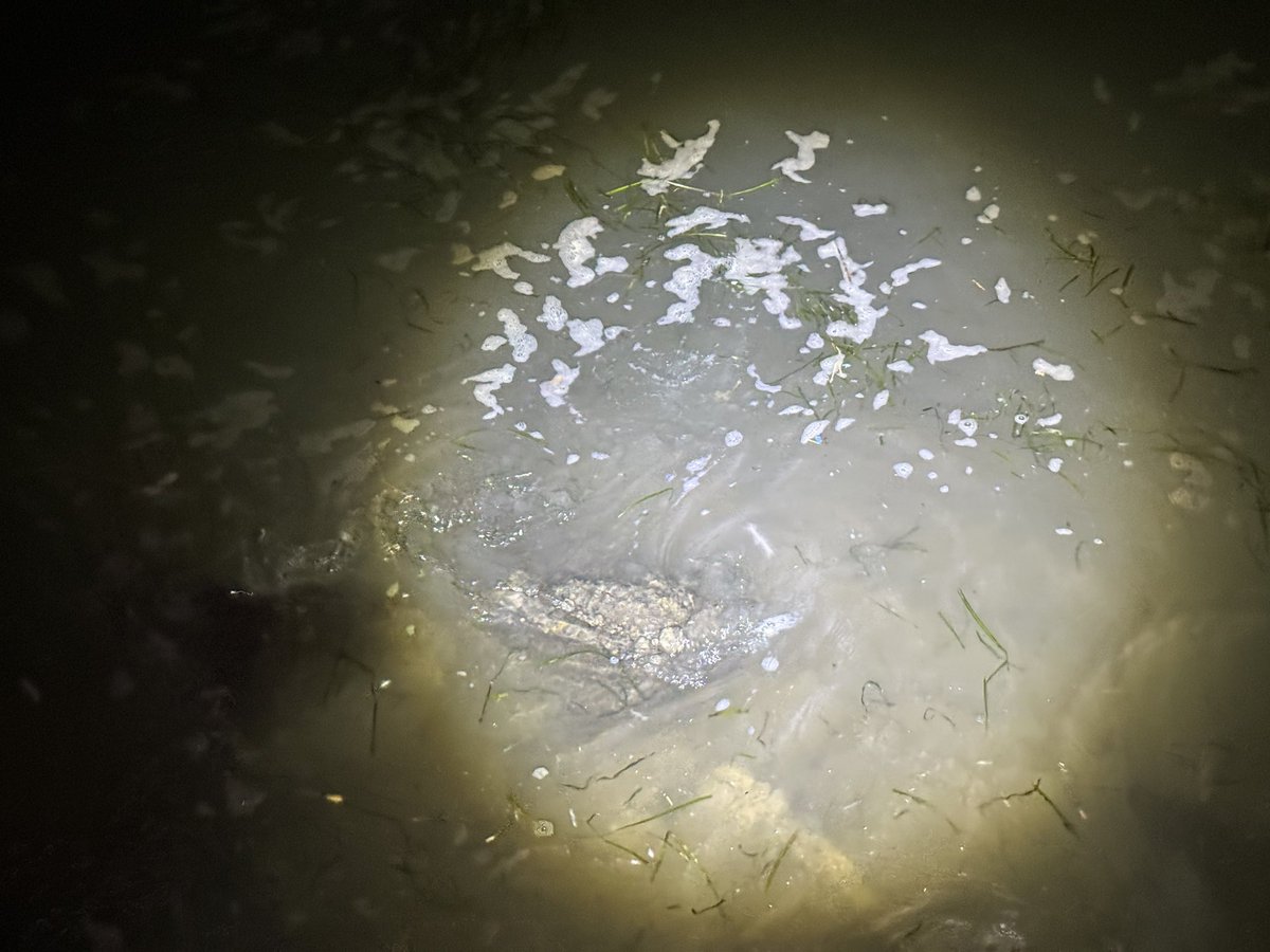Souue1's tweet photo. 曽根干潟でカブトガニの産卵がもう確認されました。
早すぎる。 https://t.co/YNwlfXhhVH