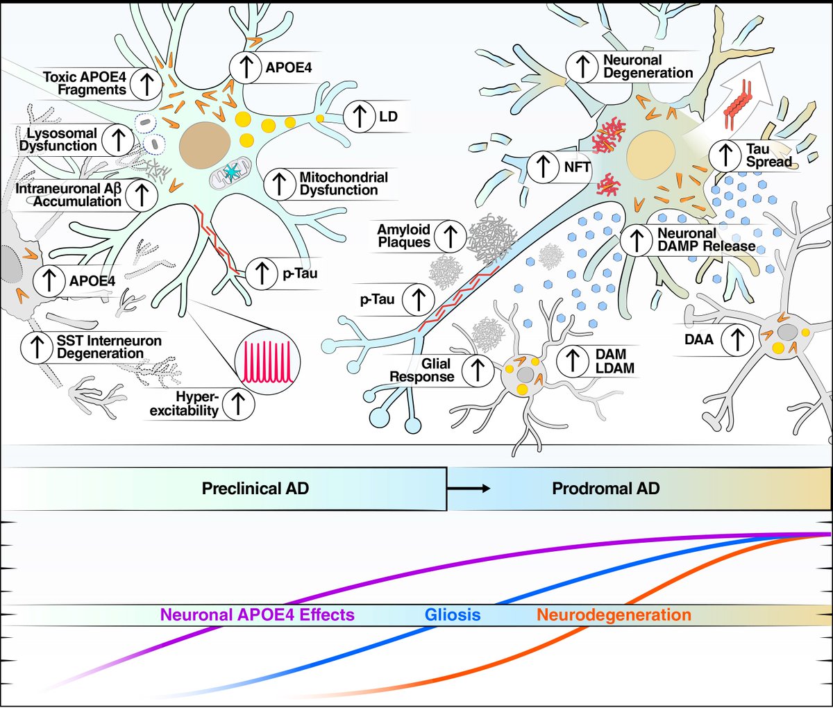 LukensJohnR's tweet photo. Cell-type-specific APOE4 cascade across the Alzheimer’s disease continuum @NeuroCellPress  https://t.co/jSTnoWt9sI https://t.co/wcYWhJ3Cyh