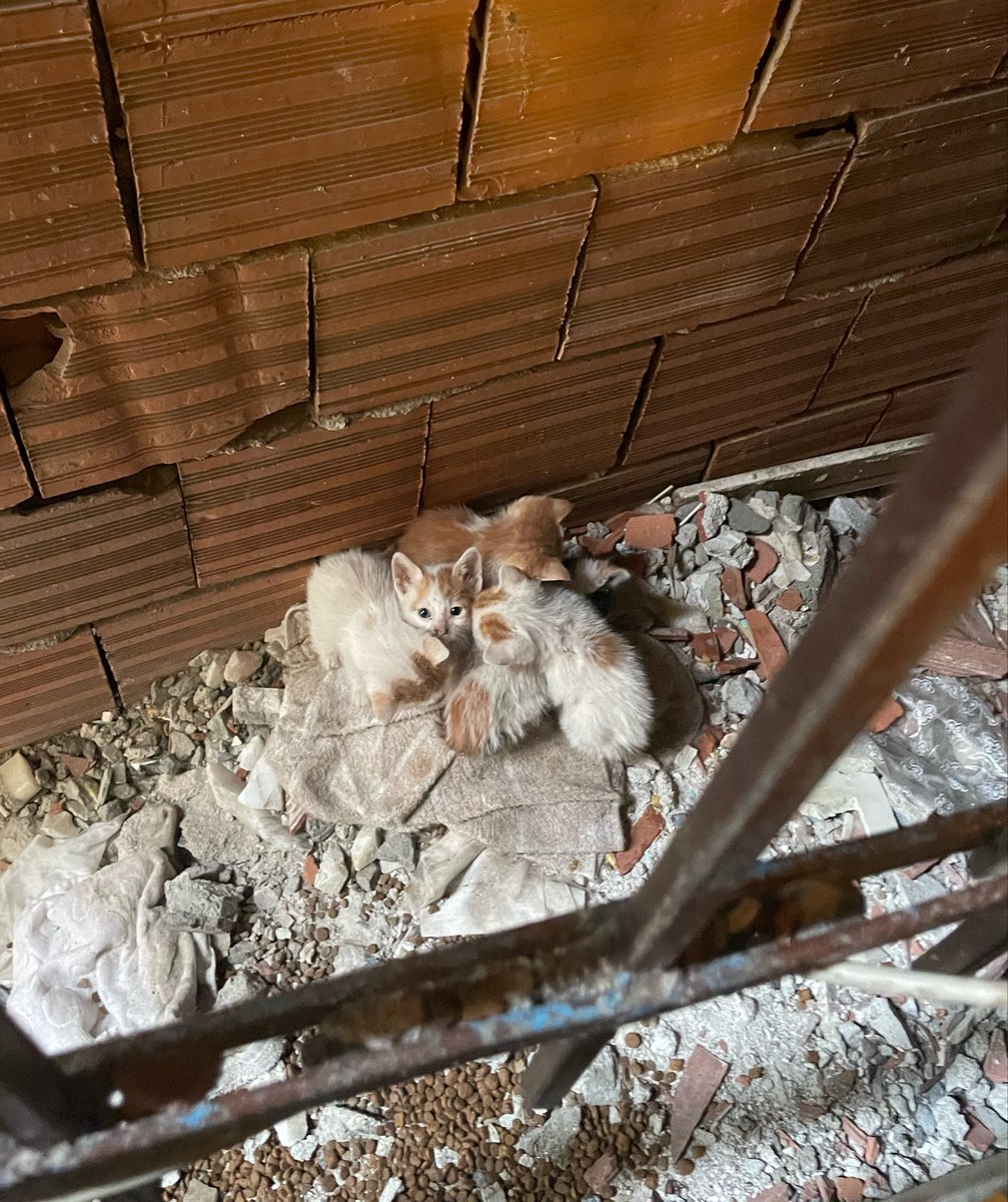 Çerez Çitos Bihter Behlül Poşetçi tweet media