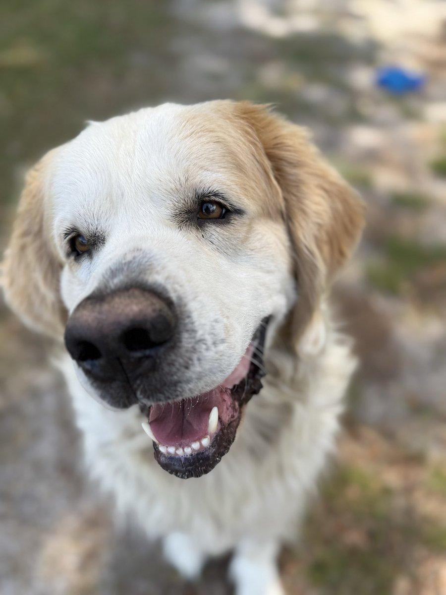 catturd2's tweet photo. @brendanmjones You’re welcome… my dogs are my family too. Let me know what I can do to help. https://t.co/rkw2SLDYiG