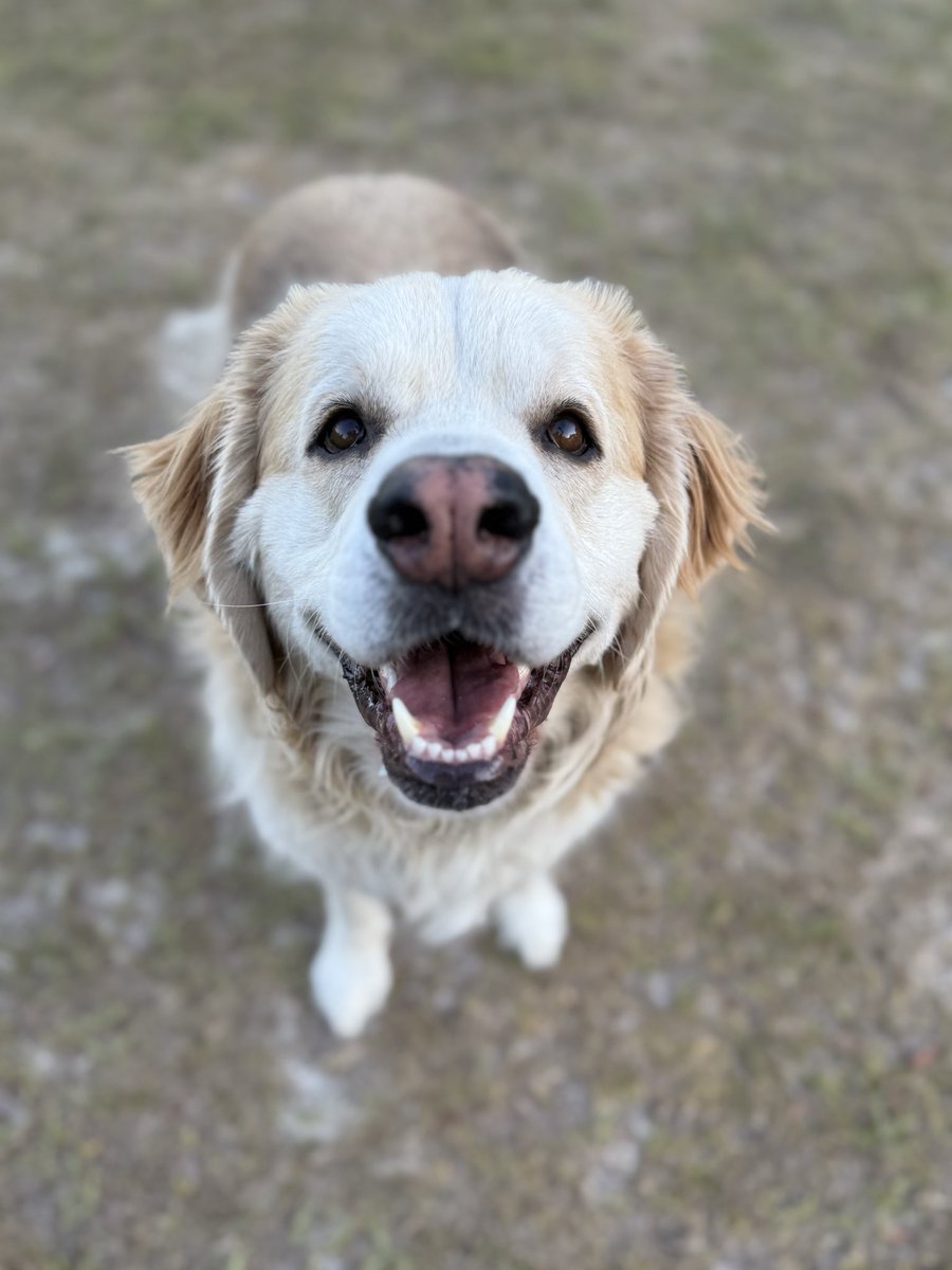 catturd2's tweet photo. @brendanmjones You’re welcome… my dogs are my family too. Let me know what I can do to help. https://t.co/rkw2SLDYiG