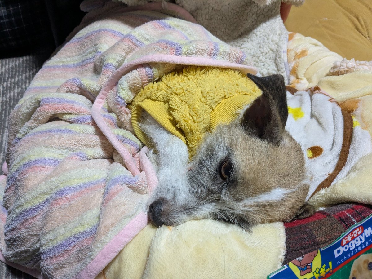 funakasa's tweet photo. わん https://t.co/F1gChJUY6s