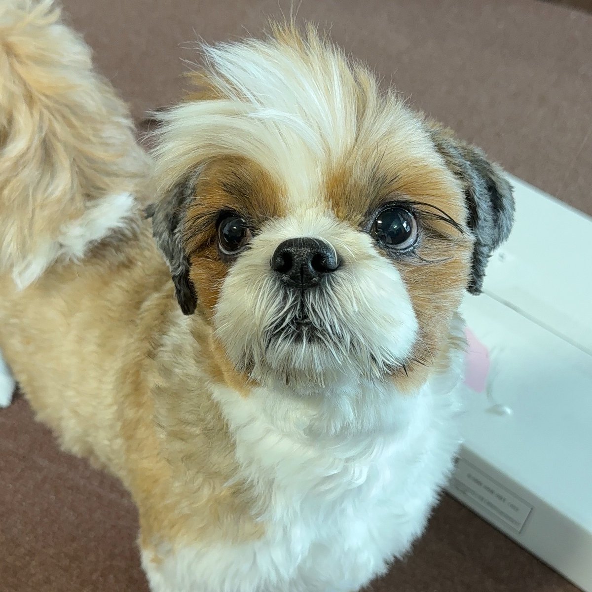 シーズーのメイくん。🐶 (@may210531) / Posts / X