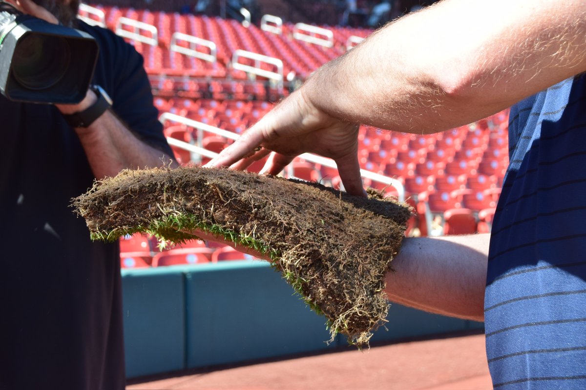 kmoxnews's tweet photo. The grass field at Busch was replaced this week.  The Manager of Field Operations says they use a blend of bermudagrass that thrives in the humid summer heat.  The Cards are the only ones in the MLB using this blend of grass except for the KC Royals (who happen to be in town this weekend).