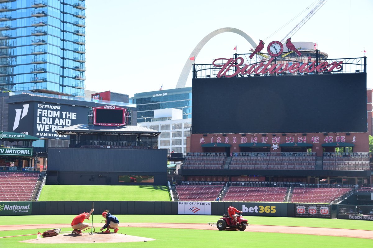 kmoxnews's tweet photo. The grass field at Busch was replaced this week.  The Manager of Field Operations says they use a blend of bermudagrass that thrives in the humid summer heat.  The Cards are the only ones in the MLB using this blend of grass except for the KC Royals (who happen to be in town this weekend).