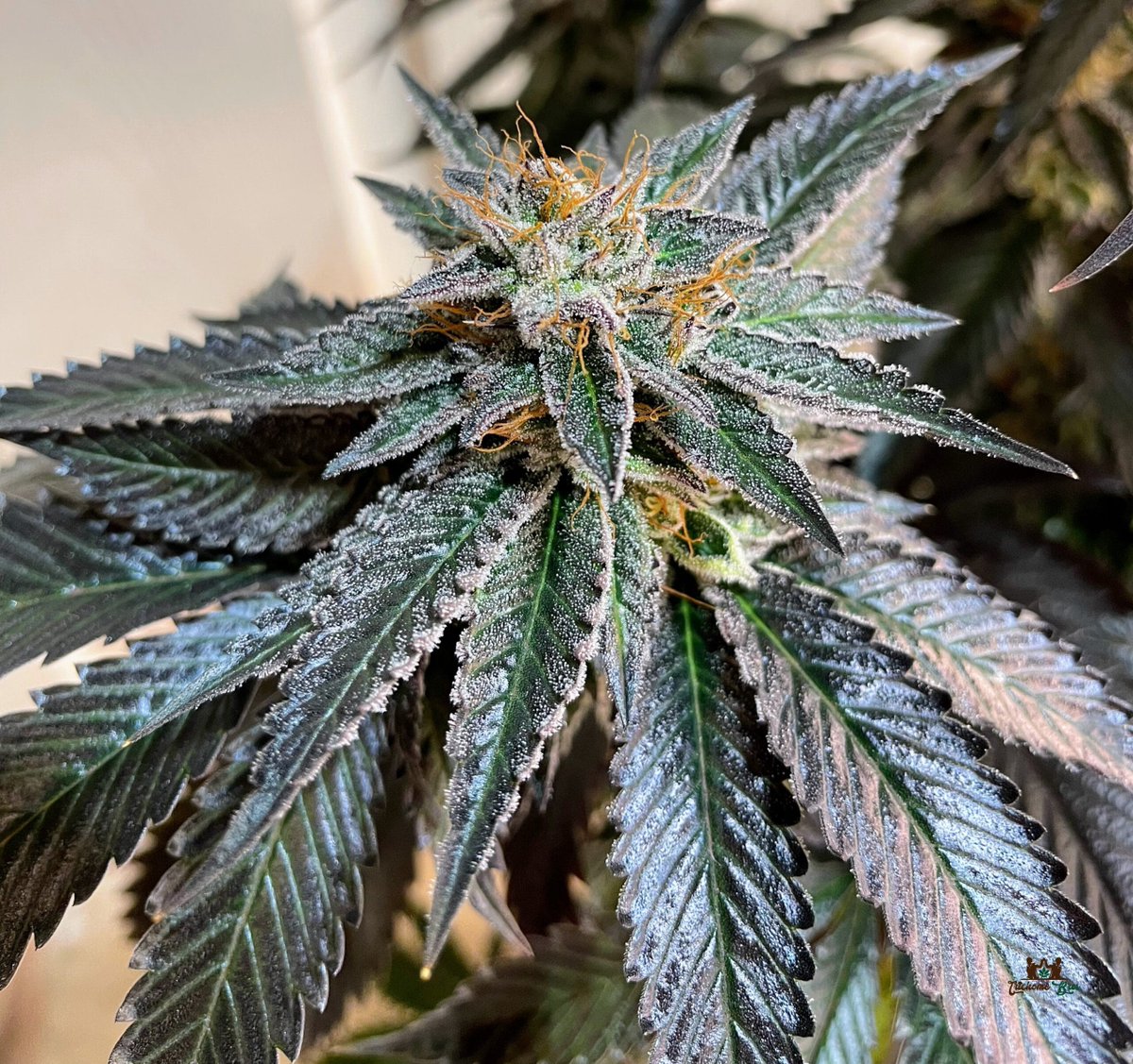 trichomebros's tweet photo. Trichome Bros Lhotse — Four Peaks line.

E-85 × Four Peaks. 50/50 feminized photoperiod. Tight, trichome-caked colas with colorful phenos in amber, black, dark green, and green. Gassy fuel and diesel up front, earthy pine and citrus zest through the middle, peppery spice on the finish. Electrifying focus that settles into bone-soothing calm. 56–63 days.

Available exclusively online at Luscious Genetics:
https://t.co/9vVtMNRGLD

Sold as novelty/souvenir seeds only.

#TrichomeBros #Lhotse #FourPeaksLine #LusciousGenetics