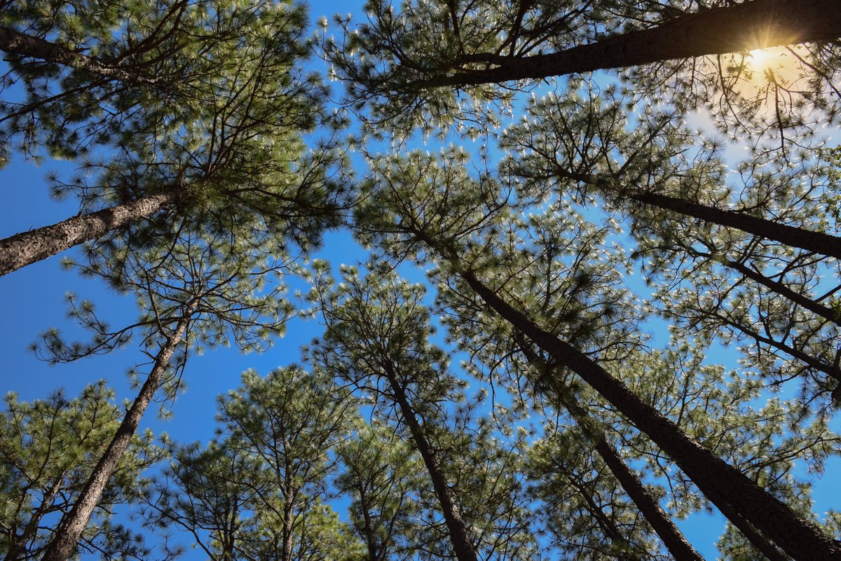 South Carolina Forestry Commission tweet media