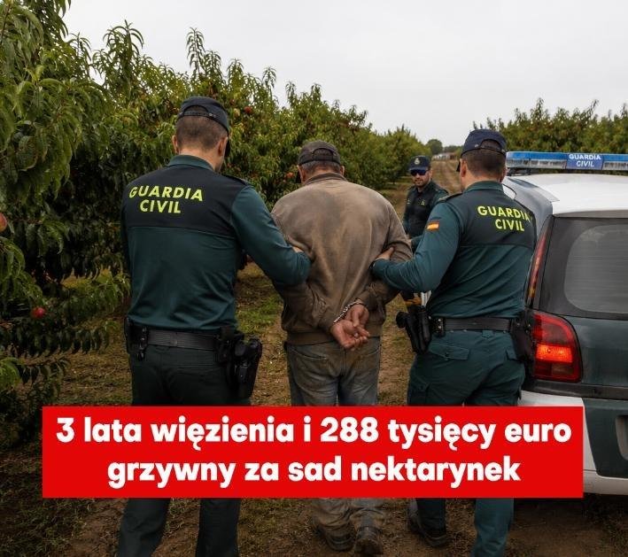 SiewcyPrawdy's tweet photo. ROLNIK W KAJDANACH ZA DRZEWO. WITAJ W EUROPIE 2026.

Wyobraź sobie człowieka, który całe życie pracuje rękami.  
Nie polityka.  
Nie prezesa.  
Nie lobbysty.  
Rolnika.

Człowieka, który sadzi drzewo, podlewa je, patrzy jak rośnie.  
Człowieka, który wierzy, że ziemia jest ostatnim miejscem, gdzie człowiek może być naprawdę wolny.

A potem pewnego dnia do jego gospodarstwa wchodzą funkcjonariusze.  
Nie po broń.  
Nie po narkotyki.  
Po… nektarynki.

Bo okazało się, że drzewka, które zasadził lata temu, mają „zły” kod DNA.  
Że należą do odmiany, którą jakaś korporacja wpisała do rejestru jak własność prywatną.  
Że rolnik — nieświadomie, bez złej woli — „naruszył prawo”.

Pobierają próbki.  
Robią ekspertyzy.  
Prowadzą śledztwo jak przy poważnym przestępstwie.  
A na końcu stawiają mu zarzuty, jakby był złodziejem, a nie człowiekiem, który po prostu zasadził drzewo.

Teraz grozi mu więzienie.  
Nie symboliczne.  
Prawdziwe.  
Od roku do trzech lat.  
I grzywna, która mogłaby zrujnować całe pokolenie — prawie 300 tysięcy euro.

Za co?  
Za to, że ziemia dała mu owoce.

Przez tysiące lat rolnicy wymieniali nasiona jak chleb.  
Dzielili się nimi, tworzyli nowe odmiany, ratowali stare.  
Tak powstało rolnictwo.  
Tak powstała różnorodność, którą dziś chwalą się podręczniki.

A teraz?  
Teraz nasiona mają właścicieli.  
Odmiany mają właścicieli.  
Geny mają właścicieli.

Chcesz posadzić drzewo?  
Zapłać.  
Chcesz zebrać nasiona z własnego pola?  
Zapłać.  
Chcesz sprzedać owoce swojej pracy?  
Zapłać.

Nie masz licencji?  
Nie masz abonamentu?  
Nie masz papierka?

To jesteś przestępcą.

Drobny rolnik, który całe życie żył z ziemi, nagle staje przed sądem jak ktoś, kto zrobił coś strasznego.  
A korporacja, która „zarejestrowała” odmianę, siedzi w klimatyzowanym biurze i liczy pieniądze.

I najgorsze jest to, że to nie jest odległa dystopia.  
To nie jest scenariusz filmu.  
To nie jest ostrzeżenie na przyszłość.

To dzieje się teraz. W Europie. W 2026 roku.  
I obowiązuje także w Polsce.

Jeśli rolnik może trafić do więzienia za drzewo,  
to jak daleko jesteśmy od świata, w którym zwykły człowiek nie ma prawa do… czegokolwiek?