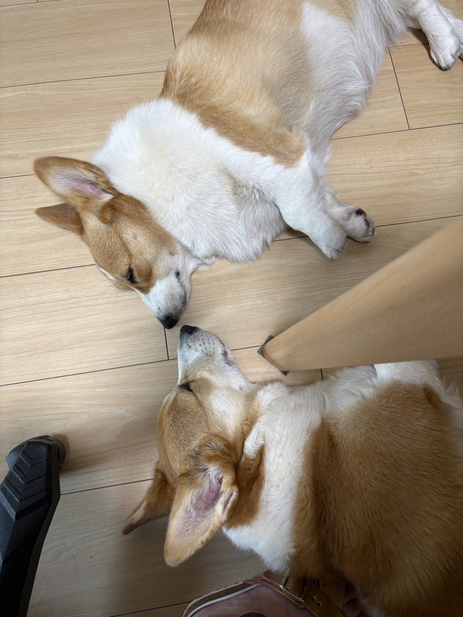 仲良し寝 #コーギー #corgi