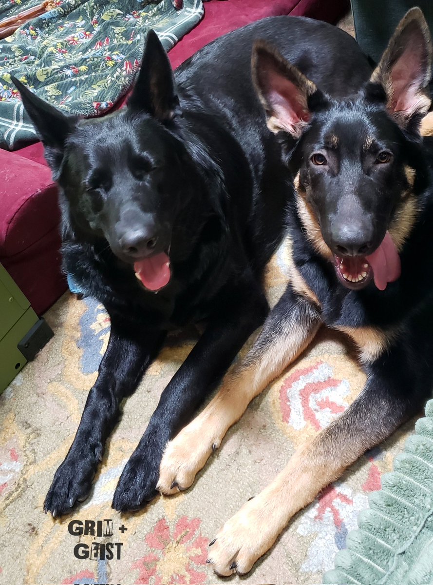 K9Garm tweet media