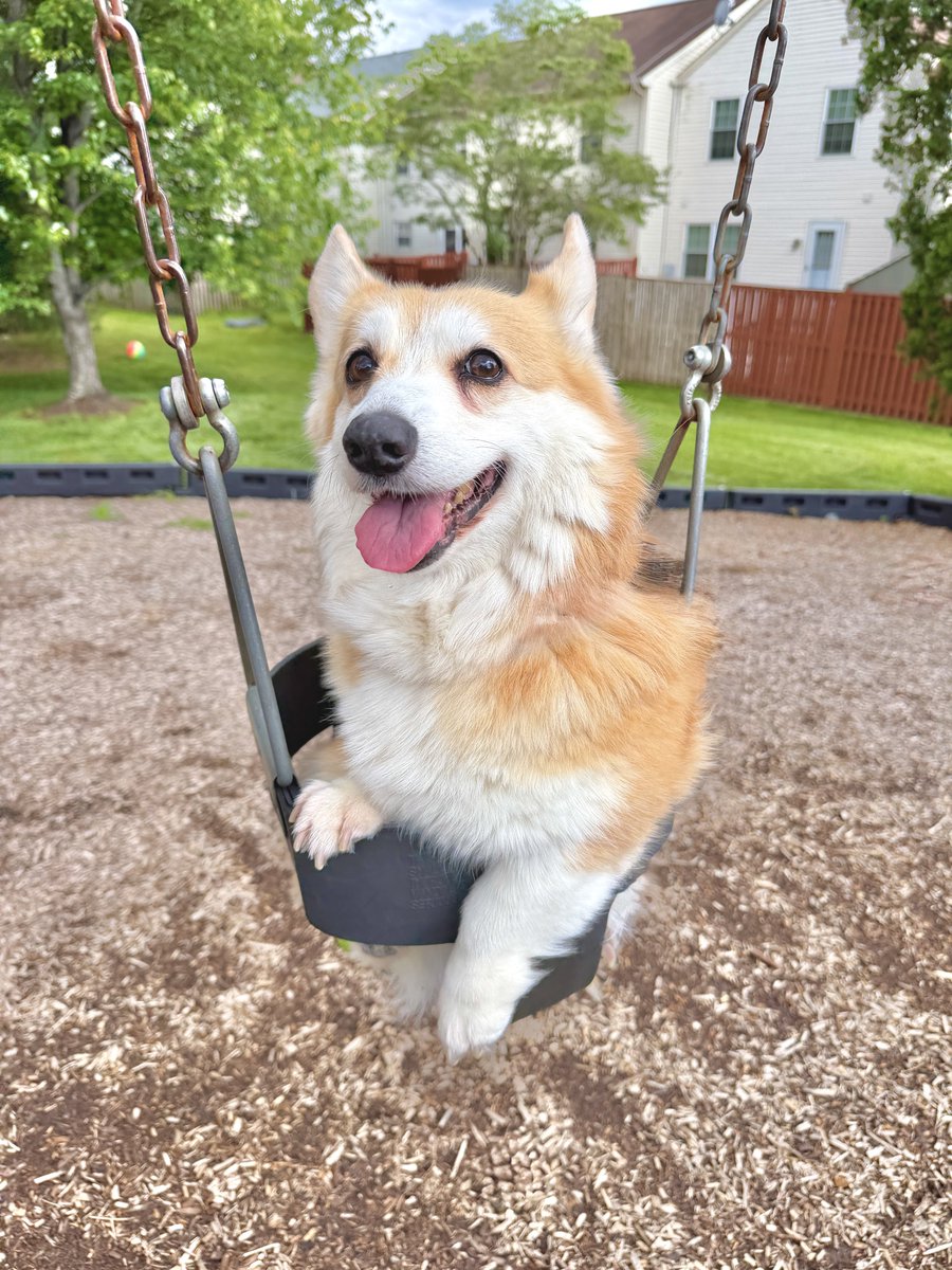 Lilo the Welsh Corgi tweet media