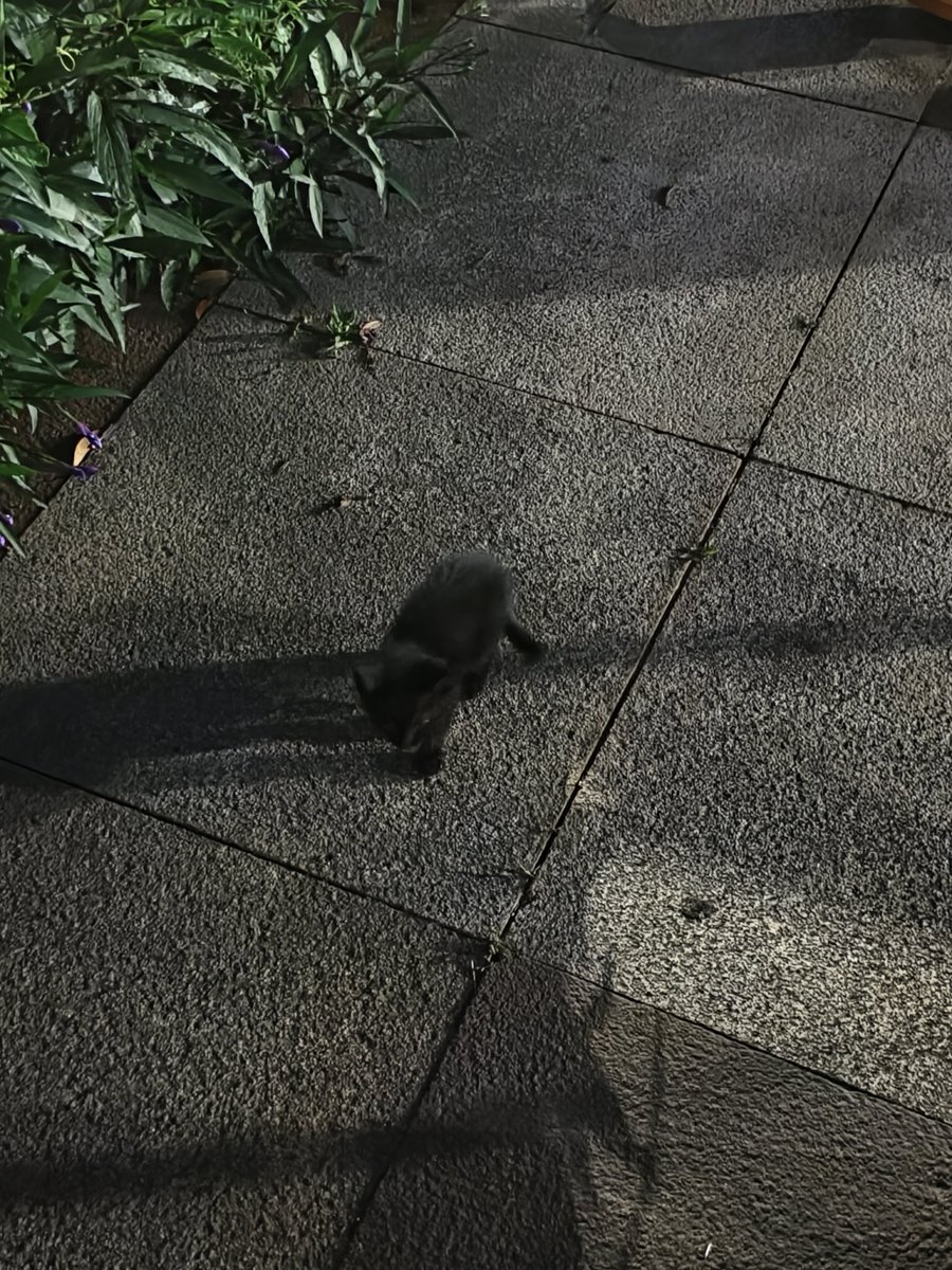 果壳里的君王 tweet media