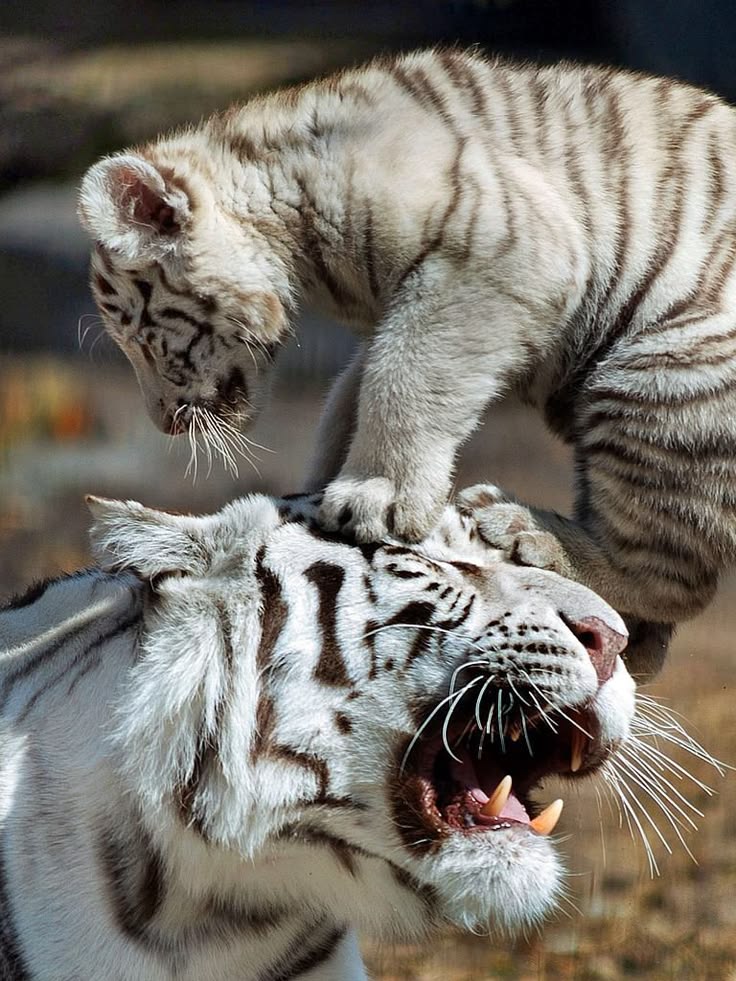 ANIMALS WORLD🌎 tweet media