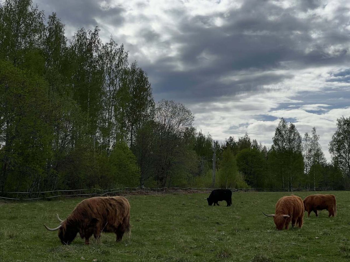 Highland Cattle of Saarela tweet media