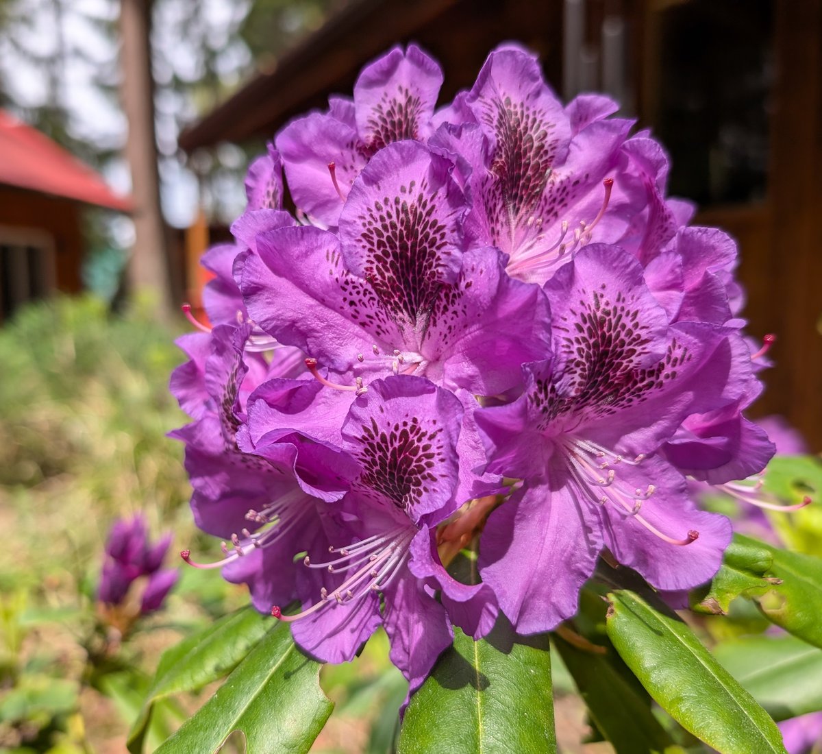 Enjoying that two-week period where the rhododendron actually looks good as  opposed to a giant weed.