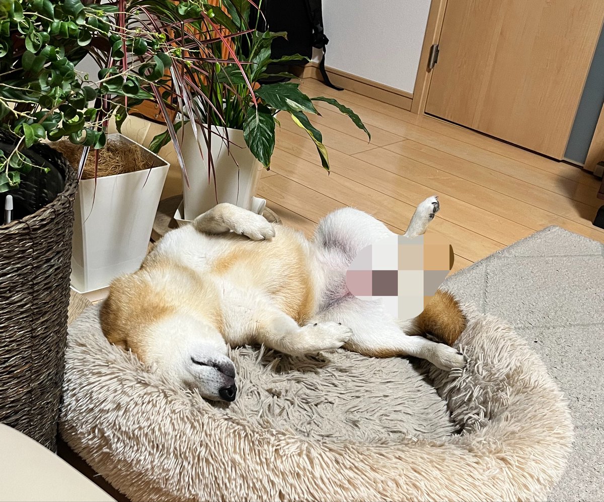 柴犬おとちゃん🐕6歳 (@0218_oto) / Posts / X