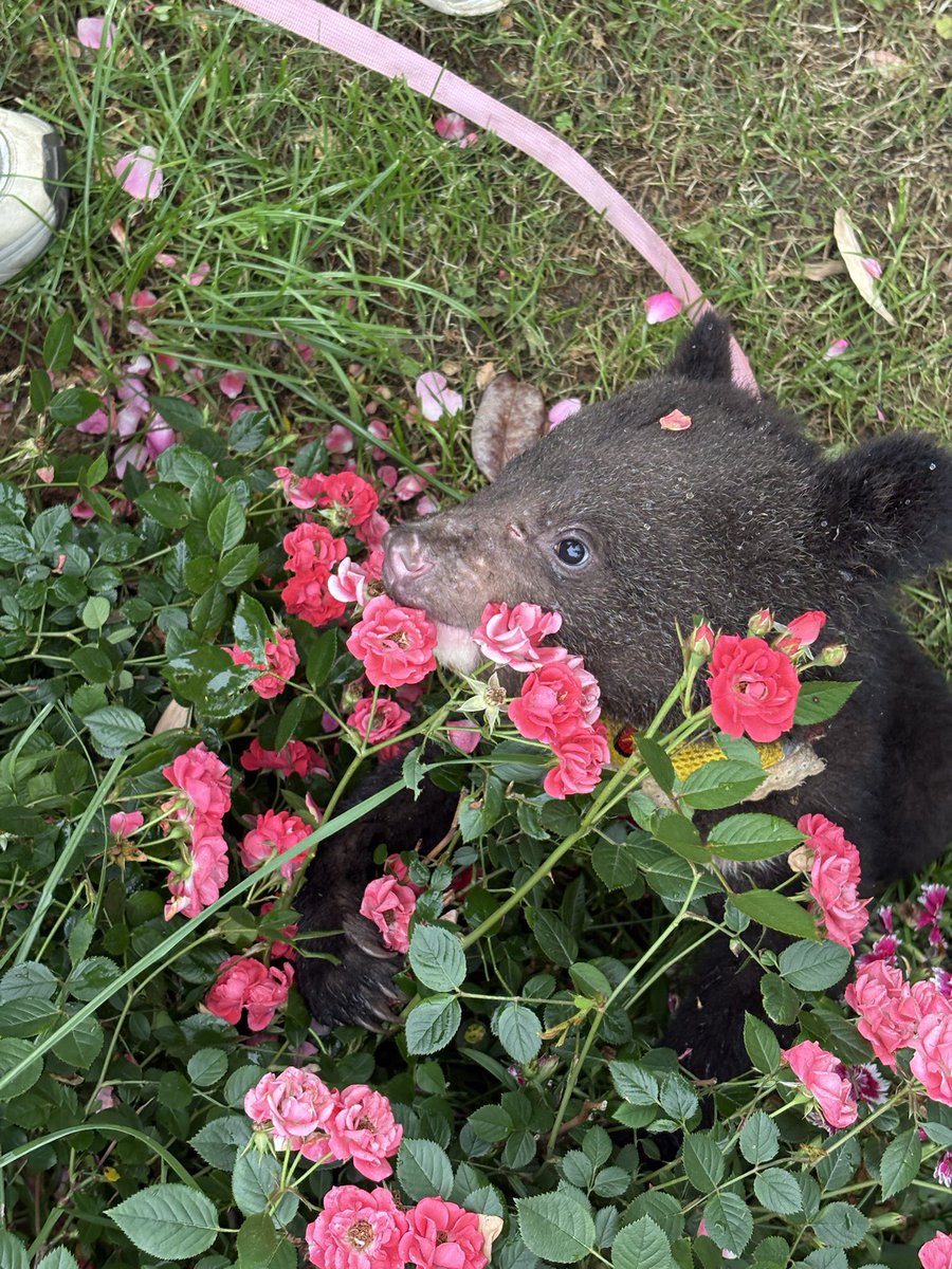 お花とこぐまたちなのだ! 初夏の緑とお花を、ちいちゃな身体いっぱい感じて愛でて匂いを楽しんで、これから始まる季節を学んで行くのだ! みんな ...