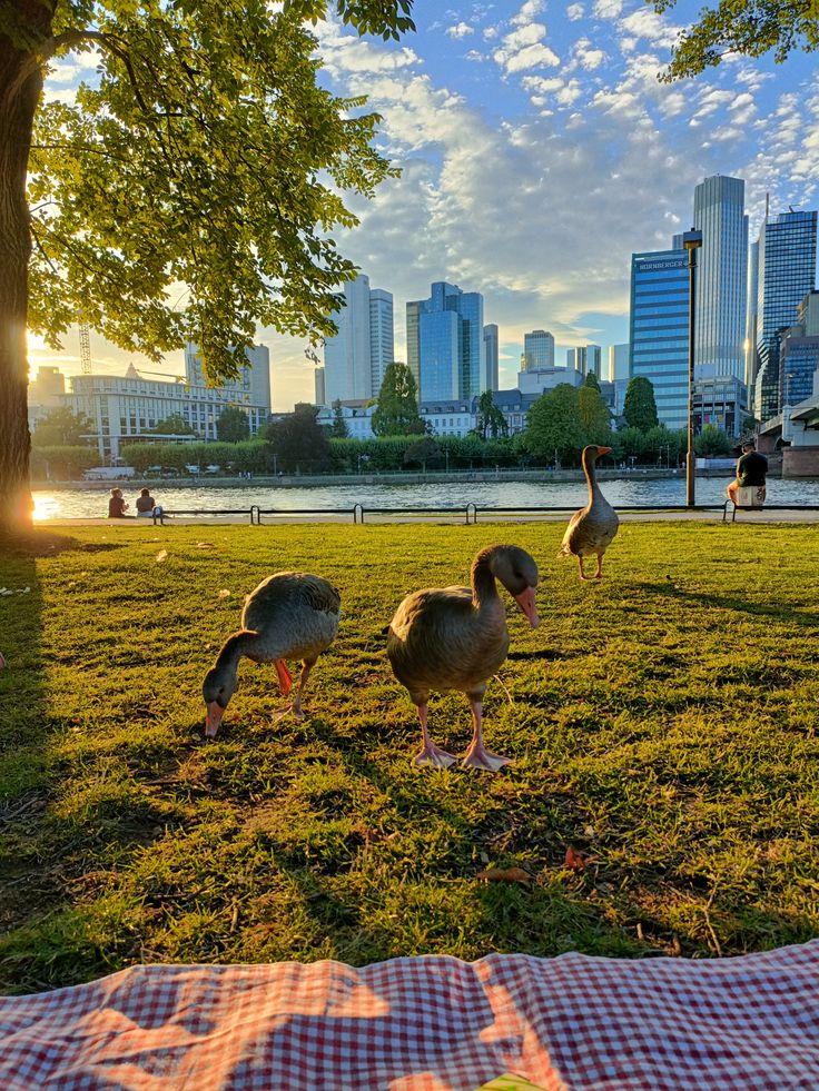 MagicalV31610's tweet photo. Could this view be more peaceful? ✨
📍 Main Riverbank, Frankfurt, Germany 🇩🇪 https://t.co/RilmB40lQ3