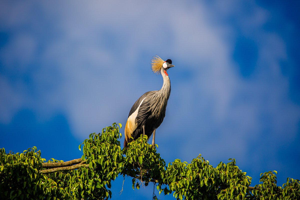 RwandaWildlife's tweet photo. Today, we join the world in marking Endangered Species Day.

At RWCA, this day is a reminder of why our work matters. We are committed to protecting species on the brink, including the beautiful Grey Crowned Cranes, https://t.co/SEdx9iKk1O