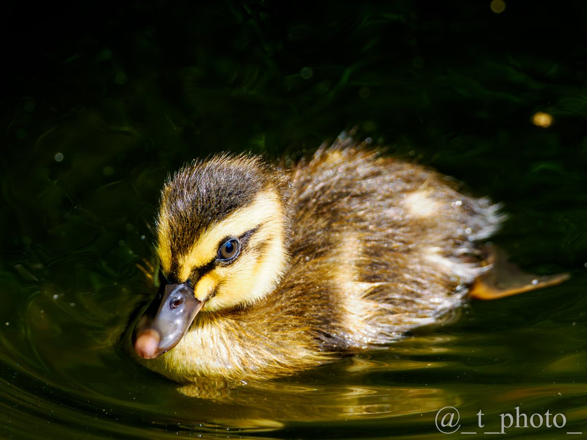 とーりん tweet media