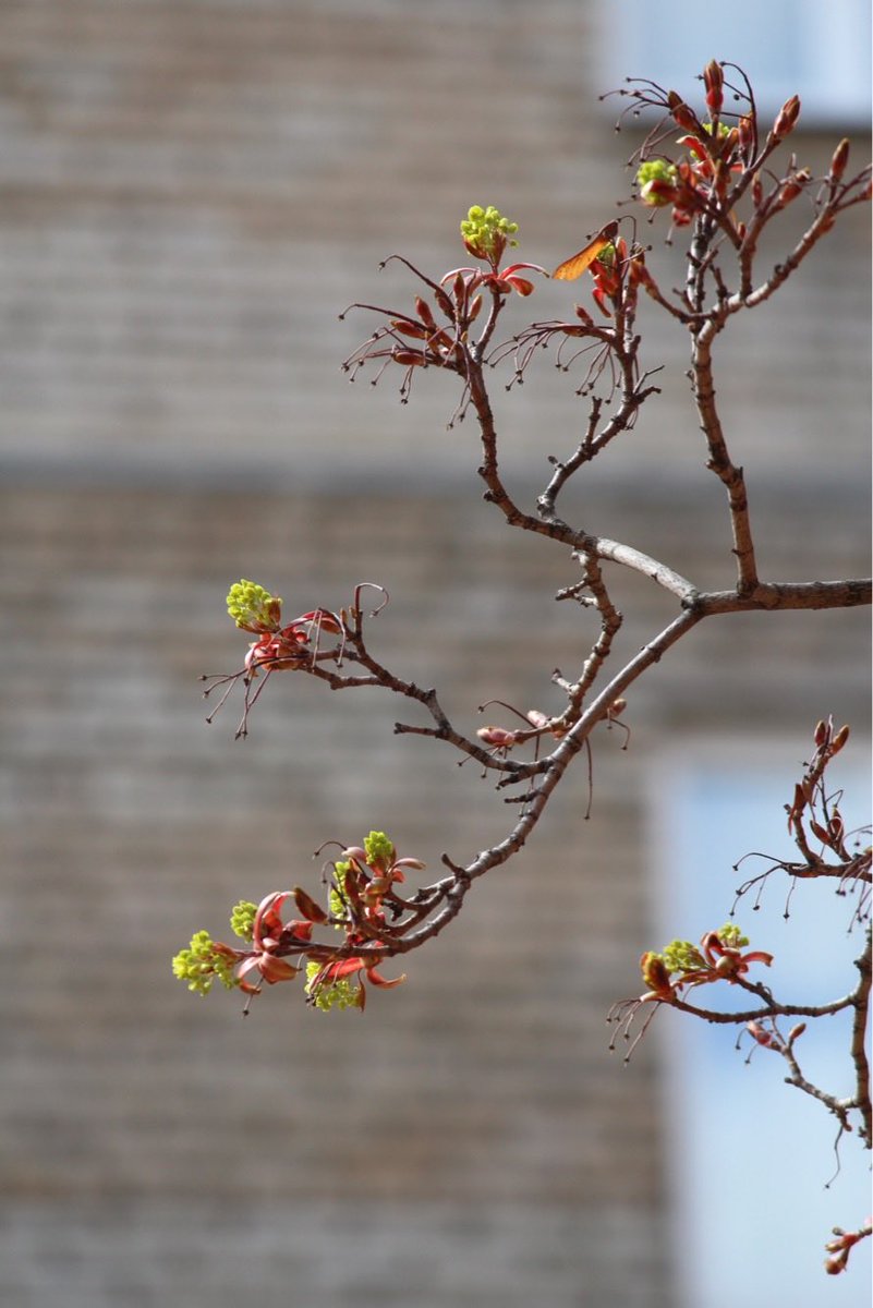 alleshov's tweet photo. #MoscowSpring #Russia https://t.co/tLrCwh0zJi