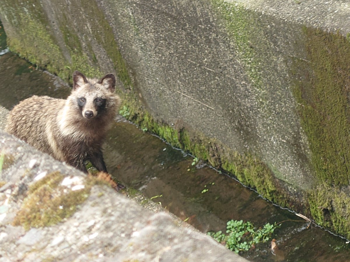ういろう猫さん tweet media