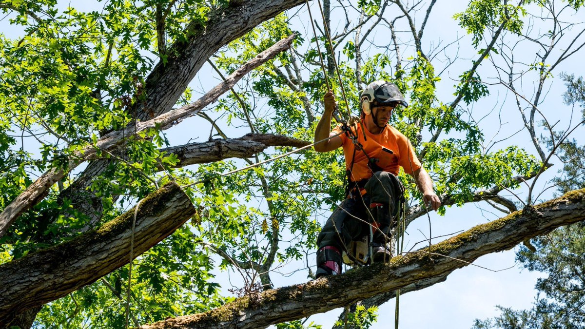 battistetrees's tweet photo. Battiste Tree Service delivers professional tree care solutions designed to protect your property while improving the appearance and health of your landscape.

🌐 https://t.co/1B0QdVpHpy

#TreeExperts #TreeMaintenance #EmergencyTreeService #TreeCompany #LandscapeCare https://t.co/oi3Xh3unJr