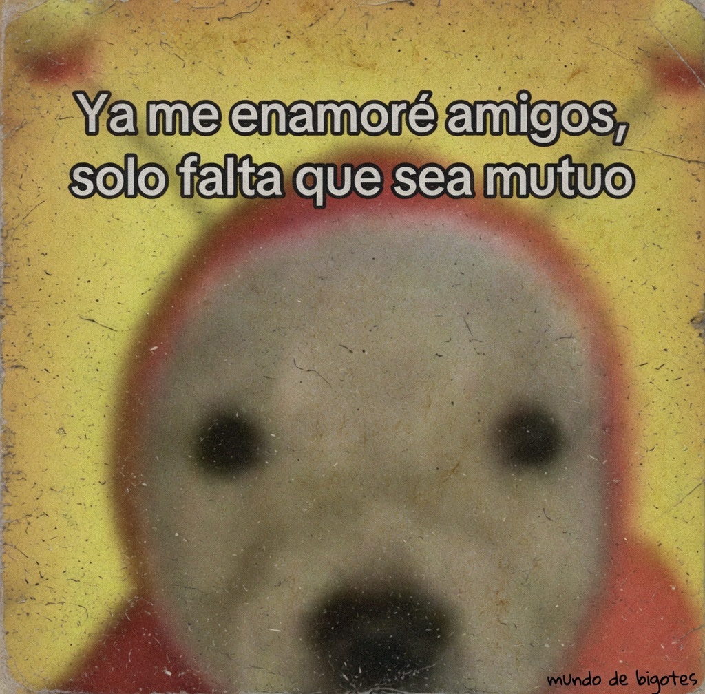 Mundo de Bigotes tweet media