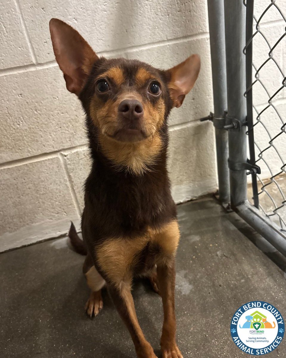 Fort Bend Animal Services tweet media