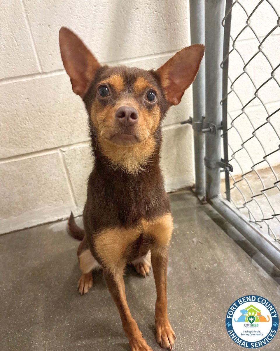 Fort Bend Animal Services tweet media