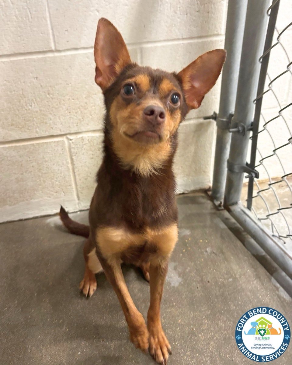 Fort Bend Animal Services tweet media
