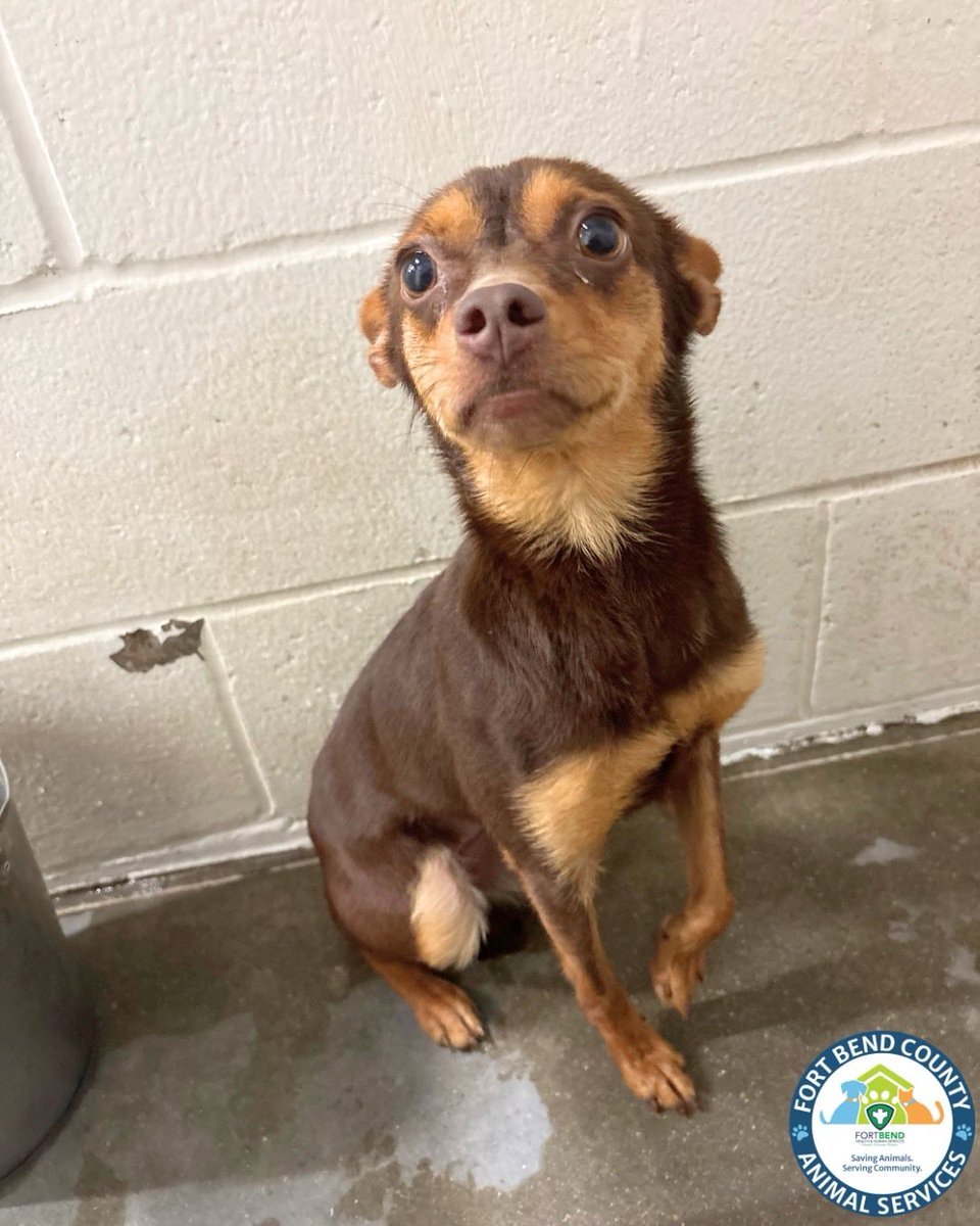 Fort Bend Animal Services tweet media