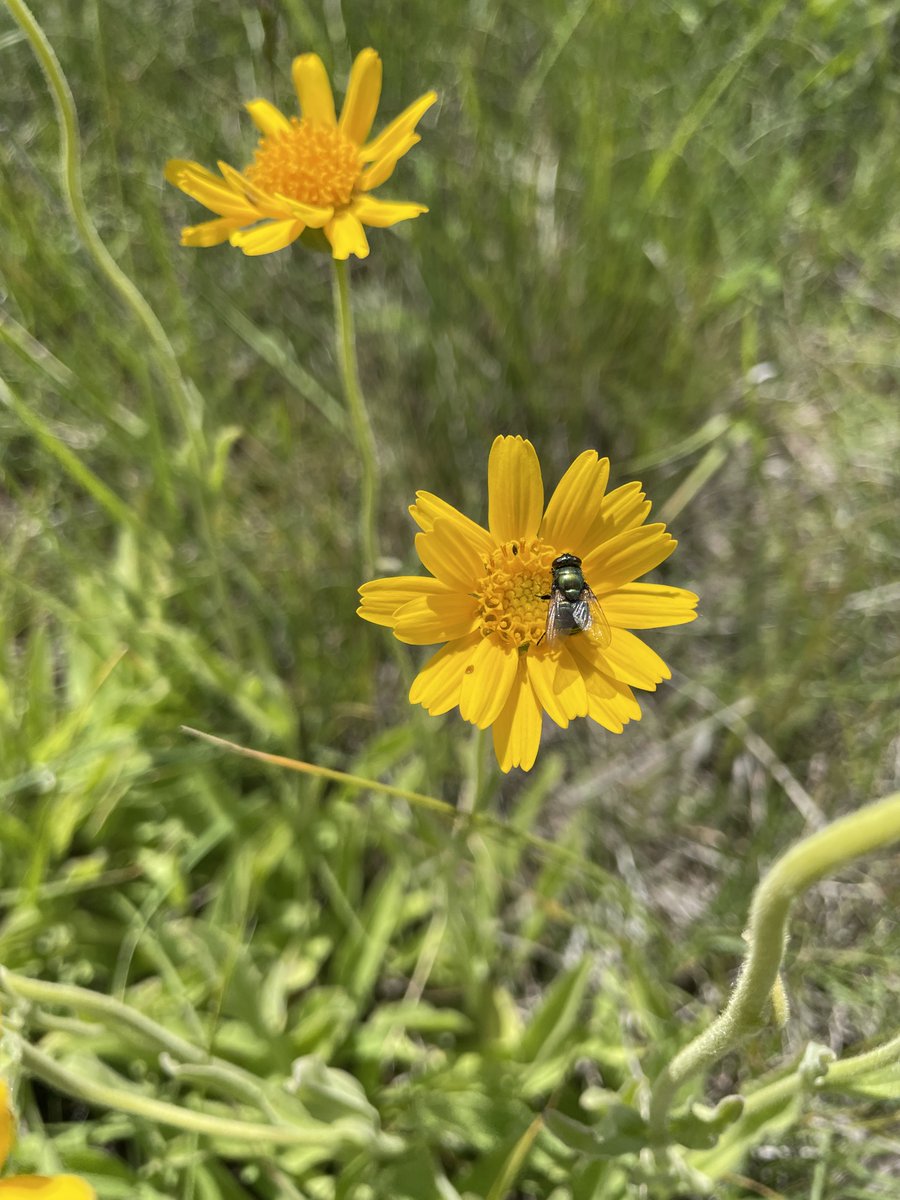 SKAgriculture's tweet photo. Join the two-day Native Prairie Appreciation Week Tour for hands-on native plant and bird identification sessions. 

Learn in the field, ask questions and discover the species that call the prairies home.

Register today: https://t.co/v1jk8O2rhI

#SaskAG https://t.co/t8ZU7lC8mK