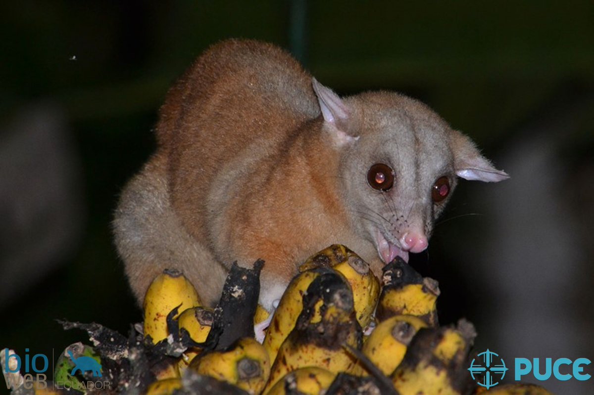 bioweb9's tweet photo. La especie del día🐾La Zarigüeya lanuda de Derby es un marsupial de tamaño mediano, pelaje largo, fino y lanoso de color marrón rojizo. Se alimenta de frutos, vegetales tiernos e invertebrados. 𝘊𝘢𝘭𝘶𝘳𝘰𝘮𝘺𝘴 𝘥𝘦𝘳𝘣𝘪𝘢𝘯𝘶𝘴. Ecuador, Reserva Otongachi 📸Diego Tirira. https://t.co/FD8PW9OMLC