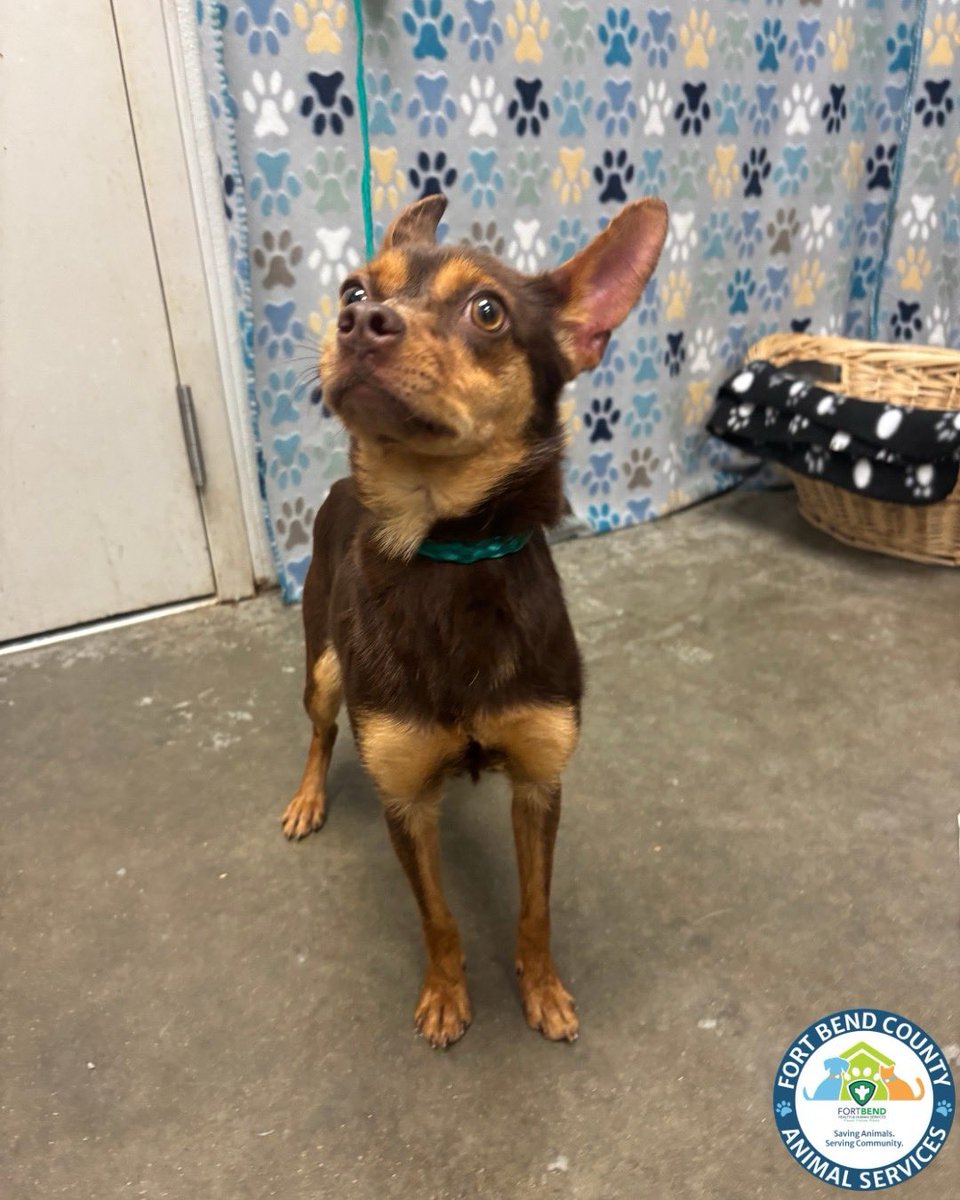 Fort Bend Animal Services tweet media