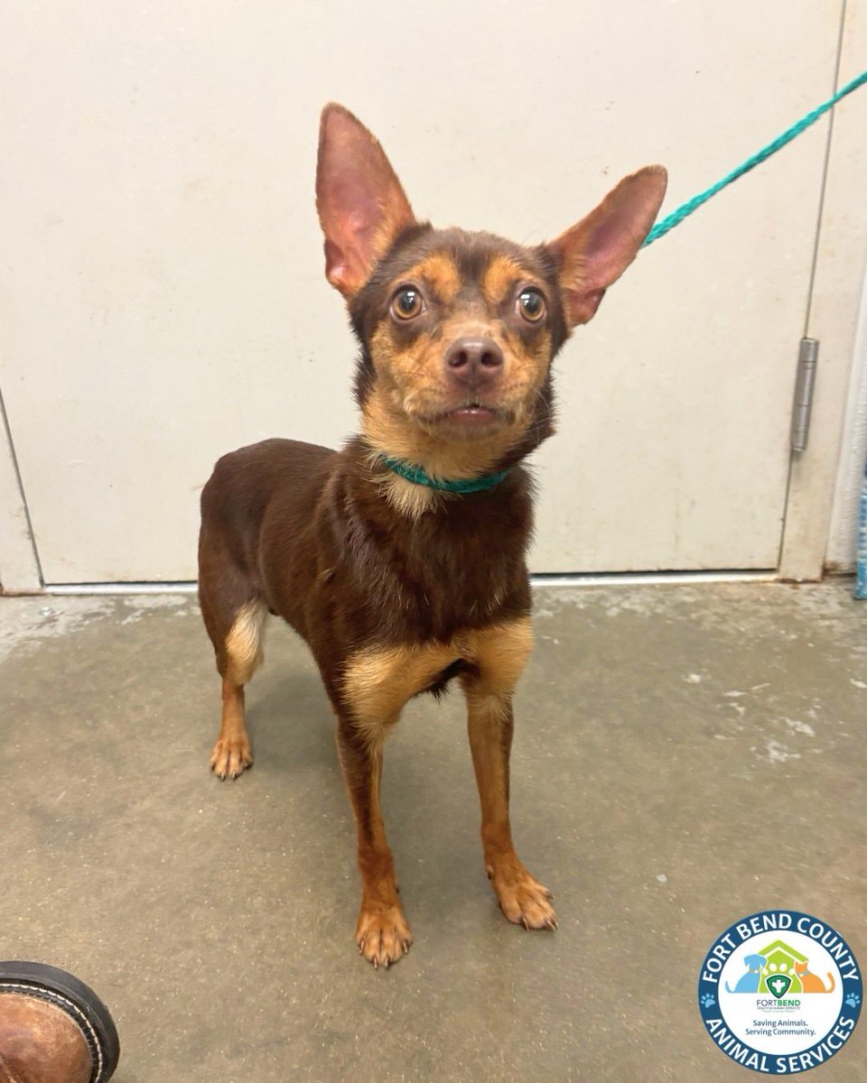 Fort Bend Animal Services tweet media