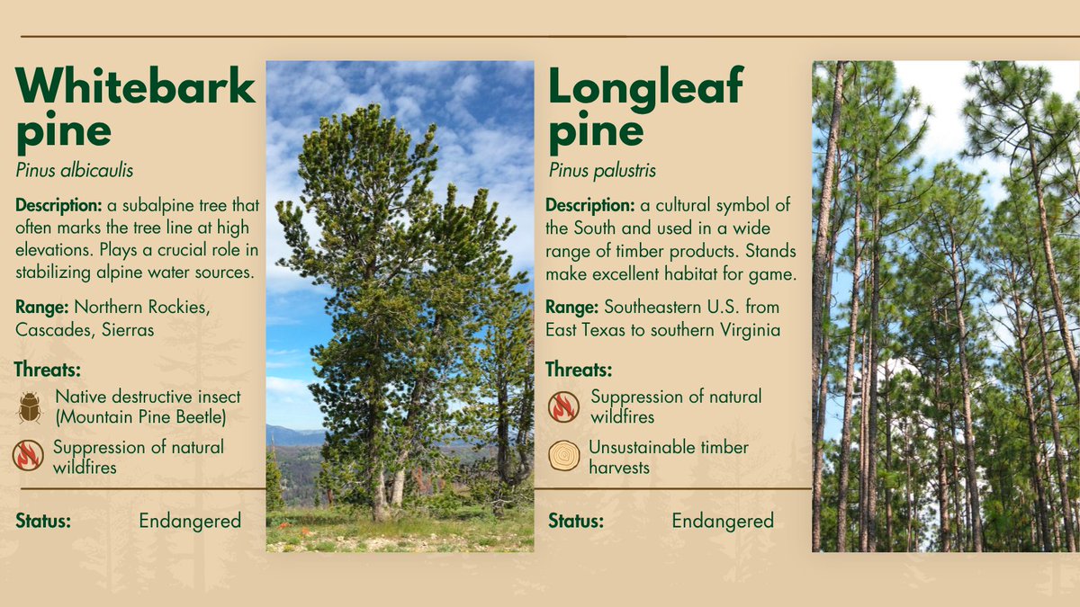 State Foresters tweet media