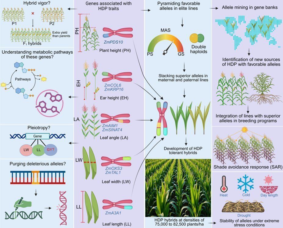 sci_plant's tweet photo. Stacking superior haplotypes to breed high-density planting-tolerant maize ideotypes 

https://t.co/v6XC3ZGTT1 
♻️ https://t.co/wdGu3747OF